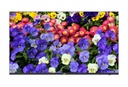 MW3243-F-V2 Ecran 43"